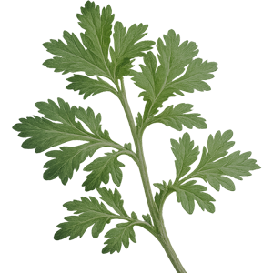 artemisia