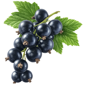 black currant