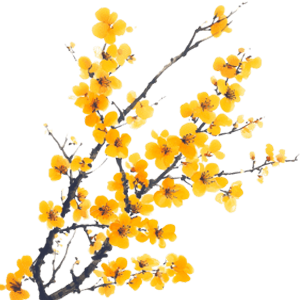 galbanum