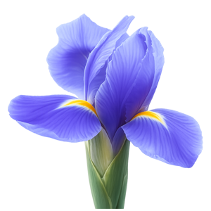 iris