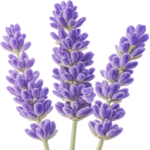lavender