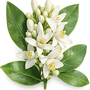 neroli