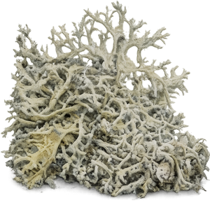 oakmoss