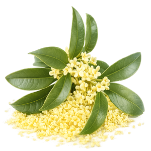 osmanthus