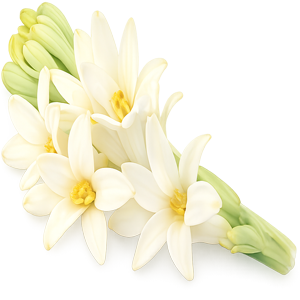 tuberose