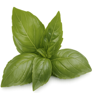 basil