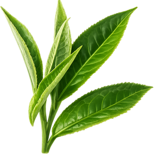 chinese black tea