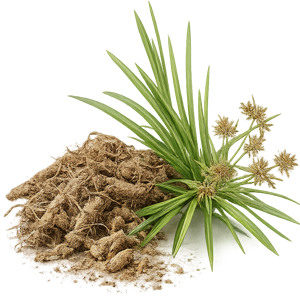 cypriol oil or nagarmotha