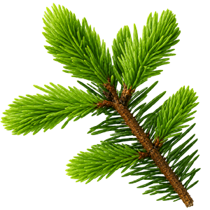 fir resin