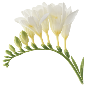 freesia