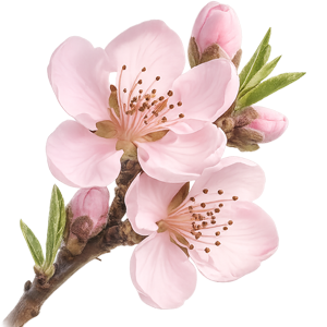 nectarine blossom