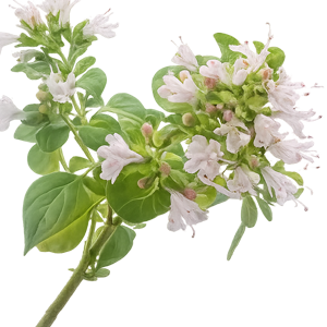 oregano