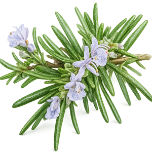 rosemarry
