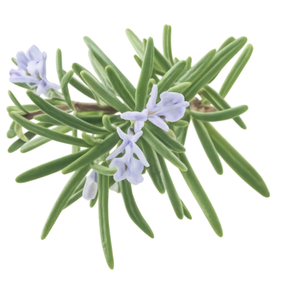rosemary