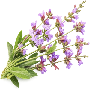 sage
