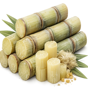 sugar cane