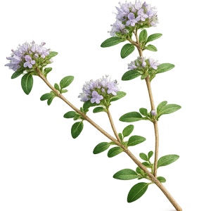 thyme