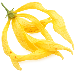 ylang ylang